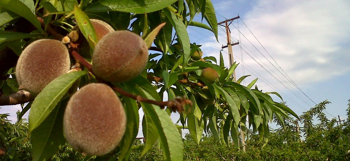fruita